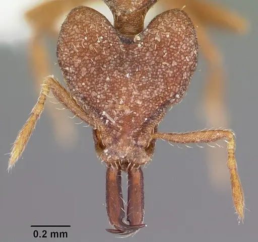Strumigenys perturba specimen CASENT0102624 image casent0102624_2