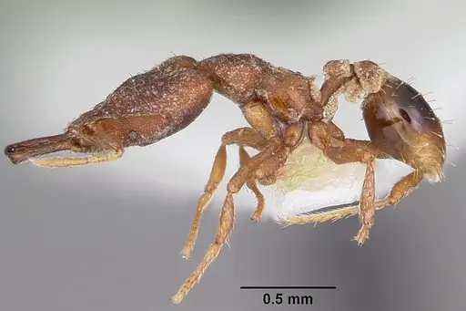 Strumigenys perturba specimen CASENT0102624 image casent0102624_3