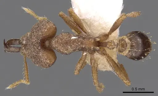 Strumigenys perturba specimen CASENT0900871 image casent0900871_1