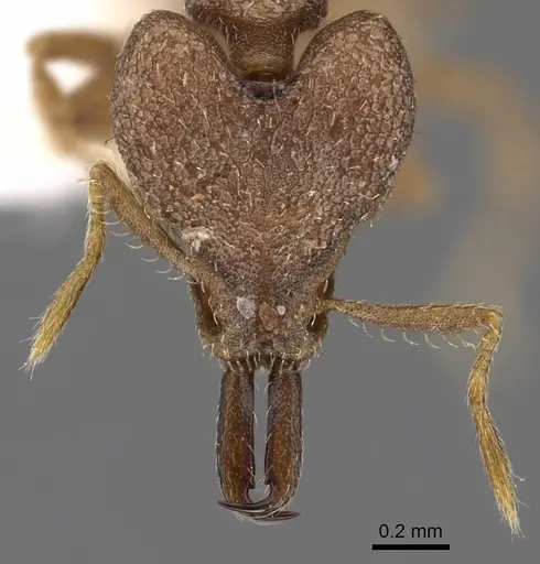 Strumigenys perturba specimen CASENT0900871 image casent0900871_2
