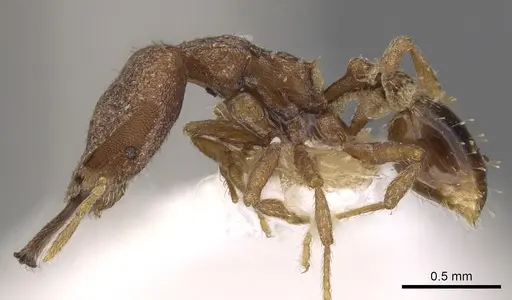 Strumigenys perturba specimen CASENT0900871 image casent0900871_3