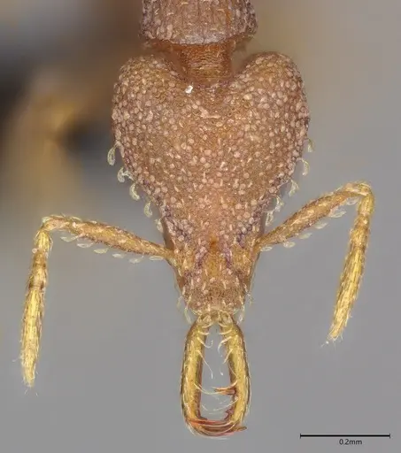 Strumigenys petiolata specimen CASENT0093810 image casent0093810_1