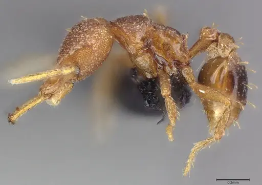 Strumigenys petiolata specimen CASENT0093810 image casent0093810_2