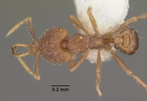 Strumigenys petiolata specimen CASENT0102584 image casent0102584_1