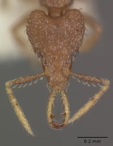 Strumigenys petiolata specimen CASENT0102584 image casent0102584_2