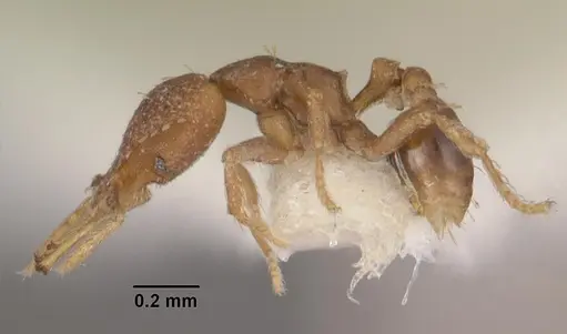 Strumigenys petiolata specimen CASENT0102584 image casent0102584_3