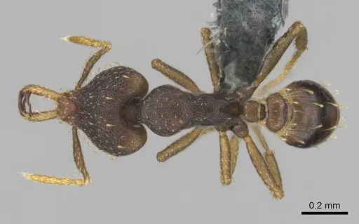 Strumigenys petiolata specimen CASENT0815850 image casent0815850_1