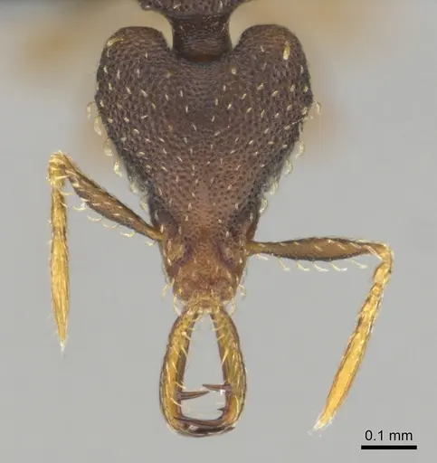 Strumigenys petiolata specimen CASENT0815850 image casent0815850_2