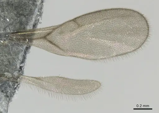 Strumigenys petiolata specimen CASENT0815852 image casent0815852_2