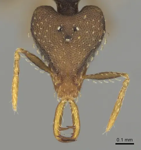 Strumigenys petiolata specimen CASENT0815852 image casent0815852_3
