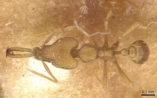 Strumigenys petiolata specimen CASENT0913611 image casent0913611_1