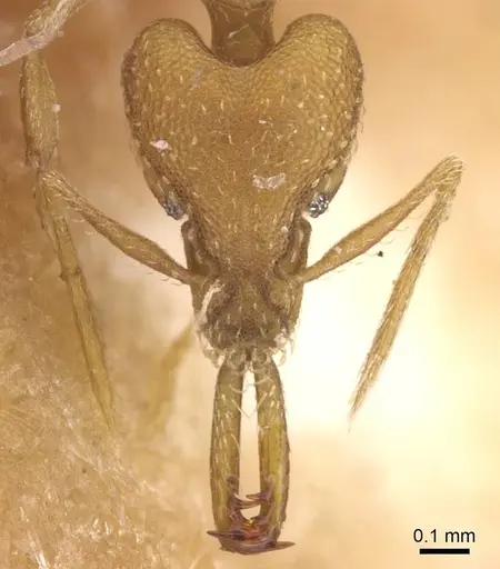 Strumigenys petiolata specimen CASENT0913611 image casent0913611_2
