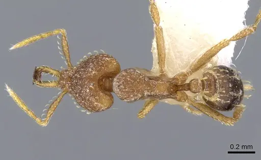 Strumigenys petiolata specimen CASENT0914773 image casent0914773_1