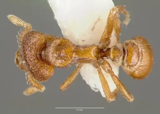 Strumigenys peyrierasi specimen CASENT0005625 image casent0005625_1