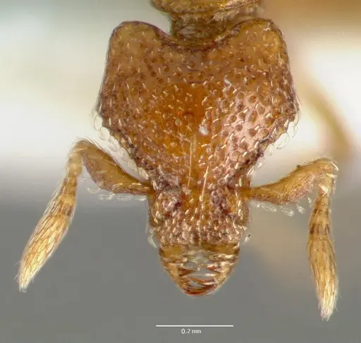 Strumigenys peyrierasi specimen CASENT0005625 image casent0005625_2