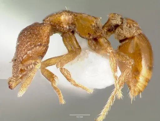 Strumigenys peyrierasi specimen CASENT0005625 image casent0005625_3
