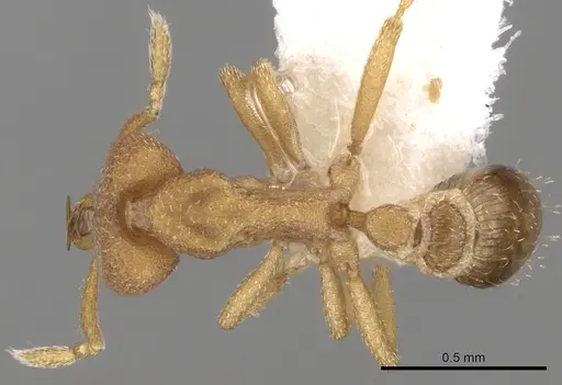 Strumigenys pharosa specimen CASENT0280731 image casent0280731_1