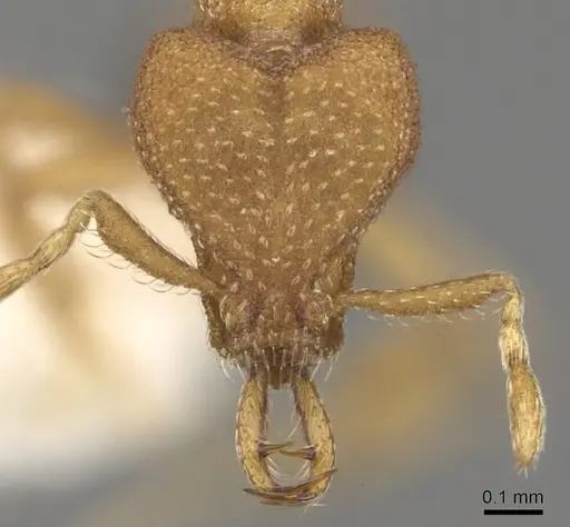 Strumigenys pharosa specimen CASENT0280731 image casent0280731_2
