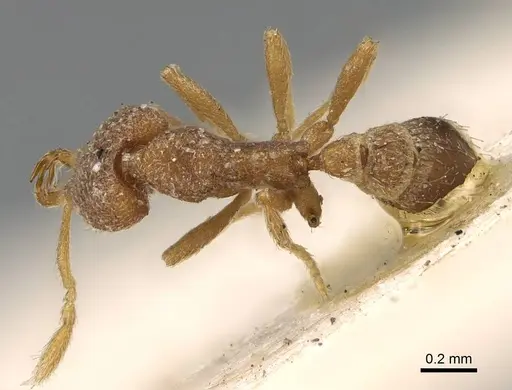 Strumigenys pharosa specimen CASENT0922239 image casent0922239_1