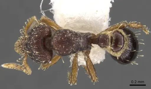 Strumigenys phasma specimen CASENT0900119 image casent0900119_1