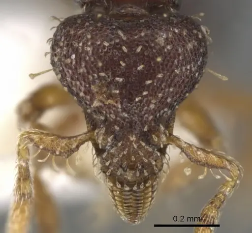 Strumigenys phasma specimen CASENT0900119 image casent0900119_2