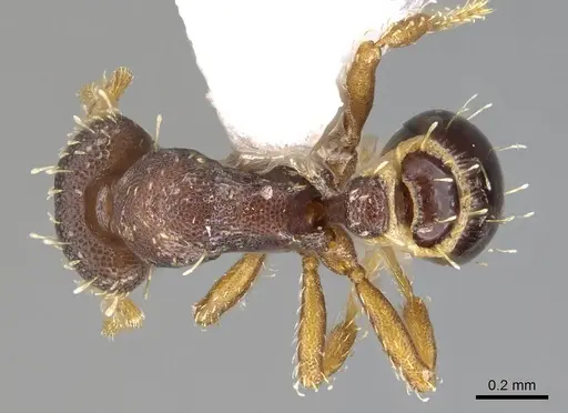 Strumigenys phasma specimen CASENT0914628 image casent0914628_1