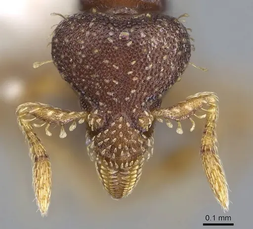 Strumigenys phasma specimen CASENT0914628 image casent0914628_2