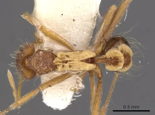 Strumigenys philiporum specimen CASENT0900915 image casent0900915_1
