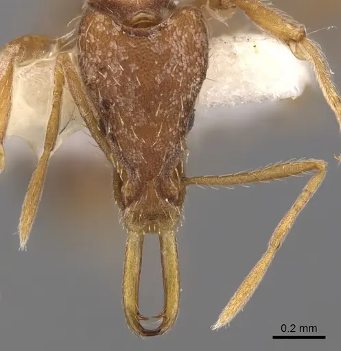 Strumigenys philiporum specimen CASENT0900915 image casent0900915_2
