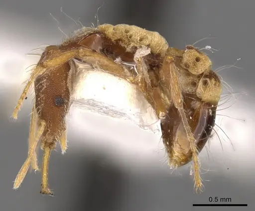 Strumigenys philiporum specimen CASENT0900915 image casent0900915_3