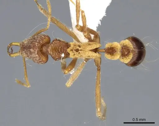 Strumigenys philiporum specimen CASENT0914859 image casent0914859_1