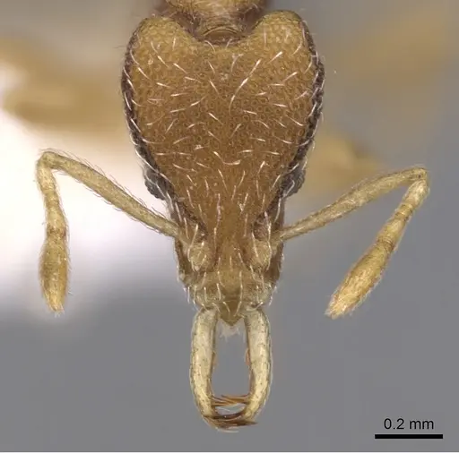 Strumigenys phoenix specimen CASENT0900816 image casent0900816_2