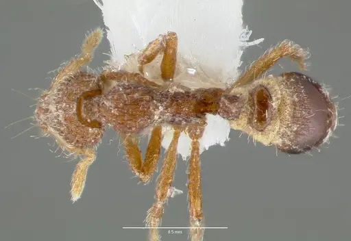 Strumigenys piliversa specimen CASENT0005656 image casent0005656_1