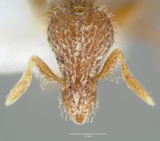 Strumigenys piliversa specimen CASENT0005656 image casent0005656_2