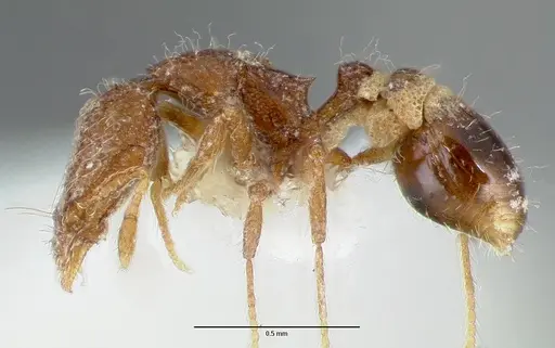 Strumigenys piliversa specimen CASENT0005656 image casent0005656_3