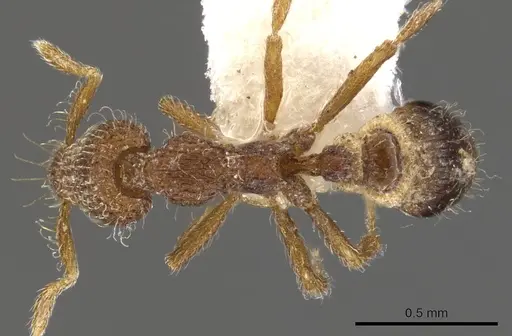 Strumigenys piliversa specimen CASENT0900094 image casent0900094_1