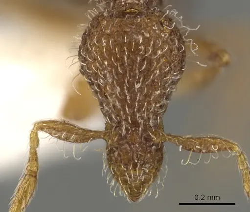 Strumigenys piliversa specimen CASENT0900094 image casent0900094_2