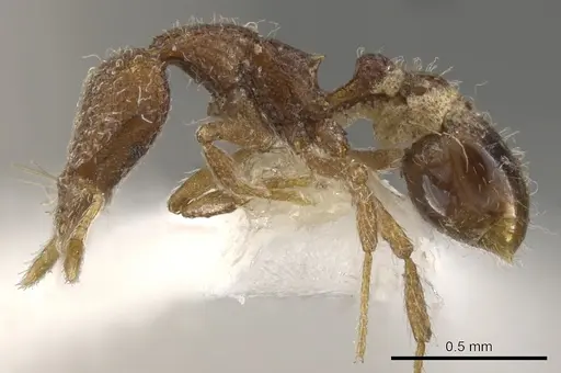 Strumigenys piliversa specimen CASENT0900094 image casent0900094_3
