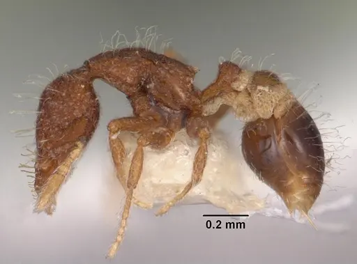 Strumigenys placora specimen CASENT0102553 image casent0102553_3