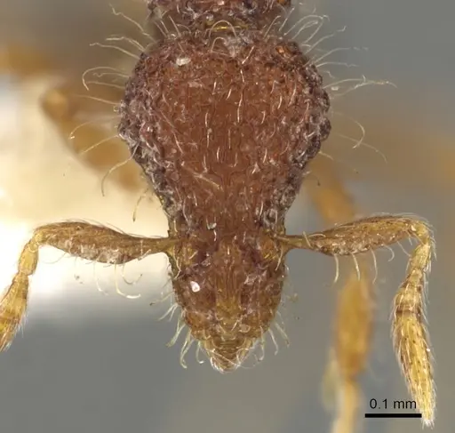 Strumigenys placora specimen CASENT0900091 image casent0900091_2