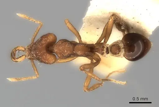 Strumigenys planeti specimen CASENT0217955 image casent0217955_1