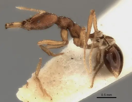 Strumigenys planeti specimen CASENT0217955 image casent0217955_3