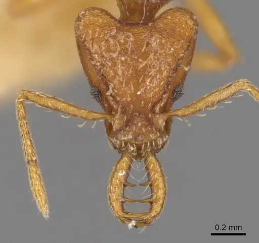 Strumigenys planeti specimen CASENT0900428 image casent0900428_2