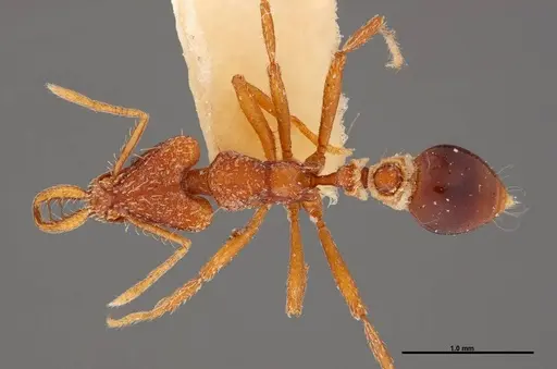 Strumigenys planeti specimen FMNHINS0000057157 image fmnhins0000057157_1