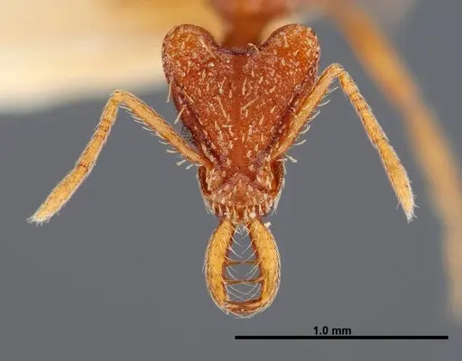 Strumigenys planeti specimen FMNHINS0000057157 image fmnhins0000057157_2