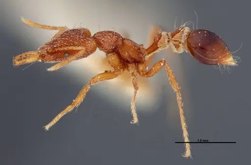 Strumigenys planeti specimen FMNHINS0000057157 image fmnhins0000057157_3