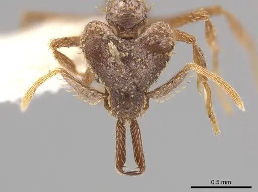 Strumigenys platyscapa specimen CASENT0628925 image casent0628925_2