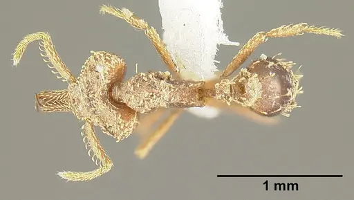 Strumigenys platyscapa specimen INBIOCRI002279024 image inbiocri002279024_1