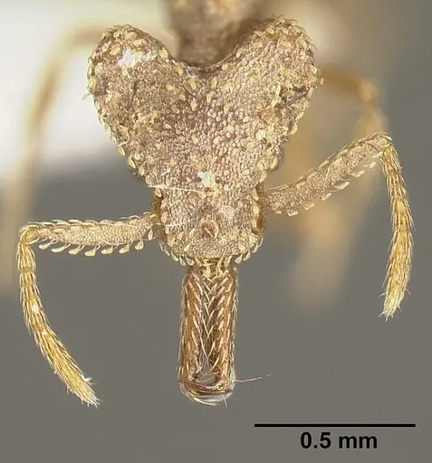 Strumigenys platyscapa specimen INBIOCRI002279024 image inbiocri002279024_2