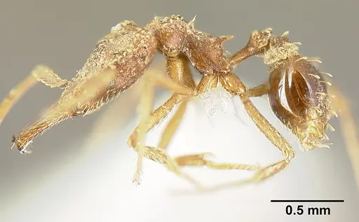 Strumigenys platyscapa specimen INBIOCRI002279024 image inbiocri002279024_3